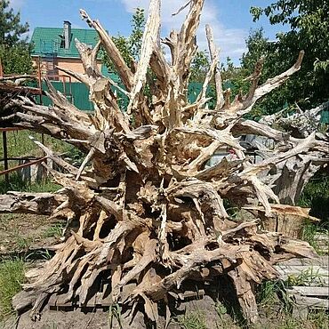 Дача и сад ручной работы. Ярмарка Мастеров - ручная работа Большой Корень дуба, коряга. Handmade.