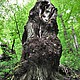 Каштановый кап.