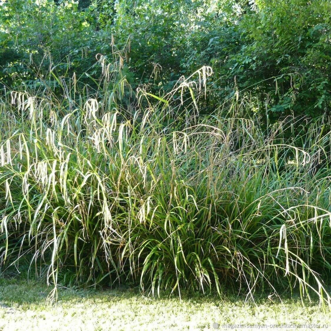 Осока Carex pendula (maxima)