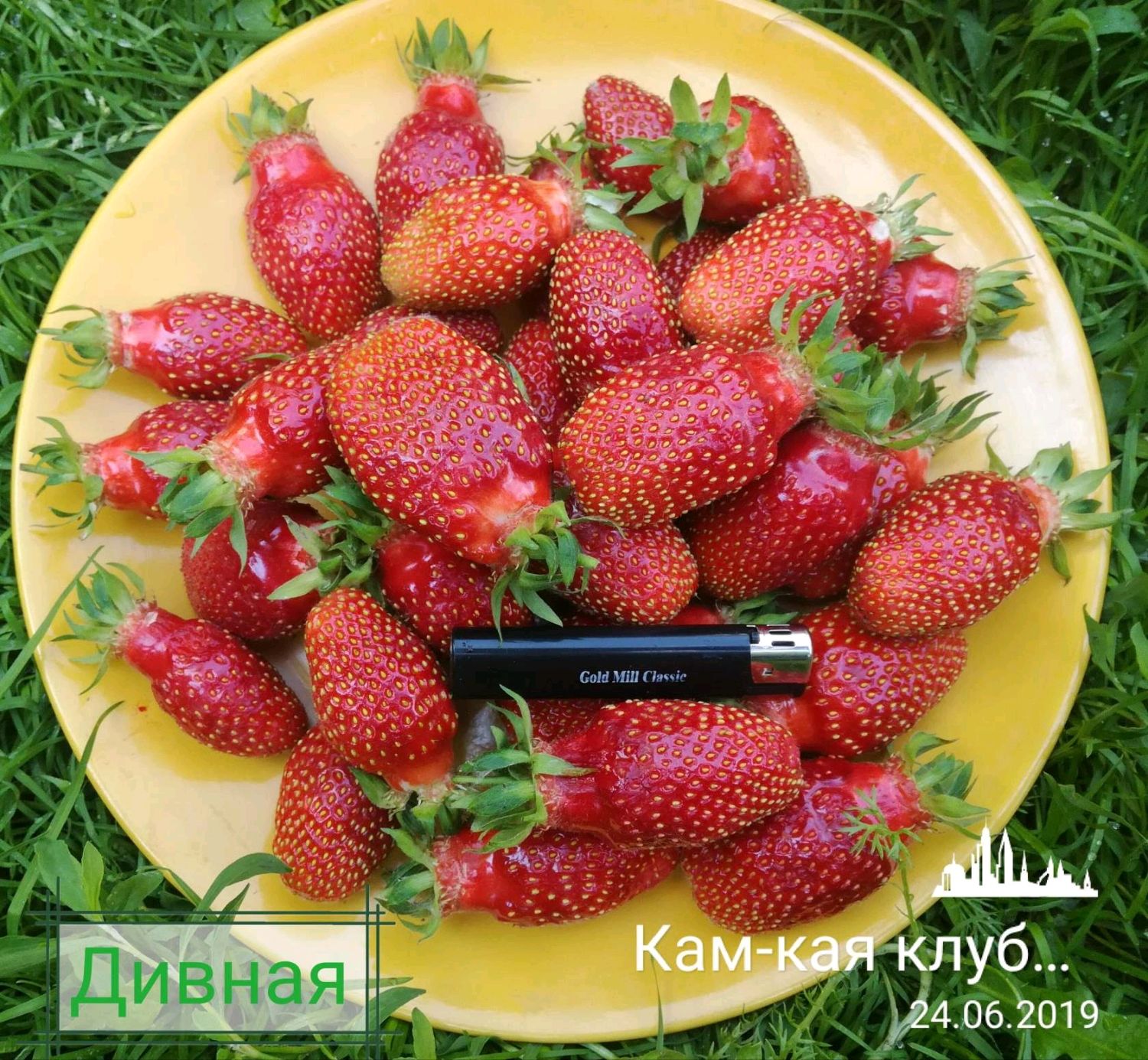 Клубника крымская ранняя