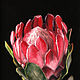  Proteus Flower. Original. Pastel. Pictures. Valeria Akulova ART. Online shopping on My Livemaster.  Фото №2