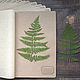 Bean herbarium storage kit (20 sheets A3), Photo albums, Krasnogorsk,  Фото №1