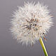 Brooch-pin: White dandelion. Brooches. ligitaliberte (ligitaliberte). Online shopping on My Livemaster.  Фото №2