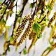 Birch catkins and pollen exclusive-hydrolate, Tonics, Lipetsk,  Фото №1