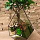 Флорариумы Тиффани. Флорариумы. Florariumstyle. Ярмарка Мастеров.  Фото №6