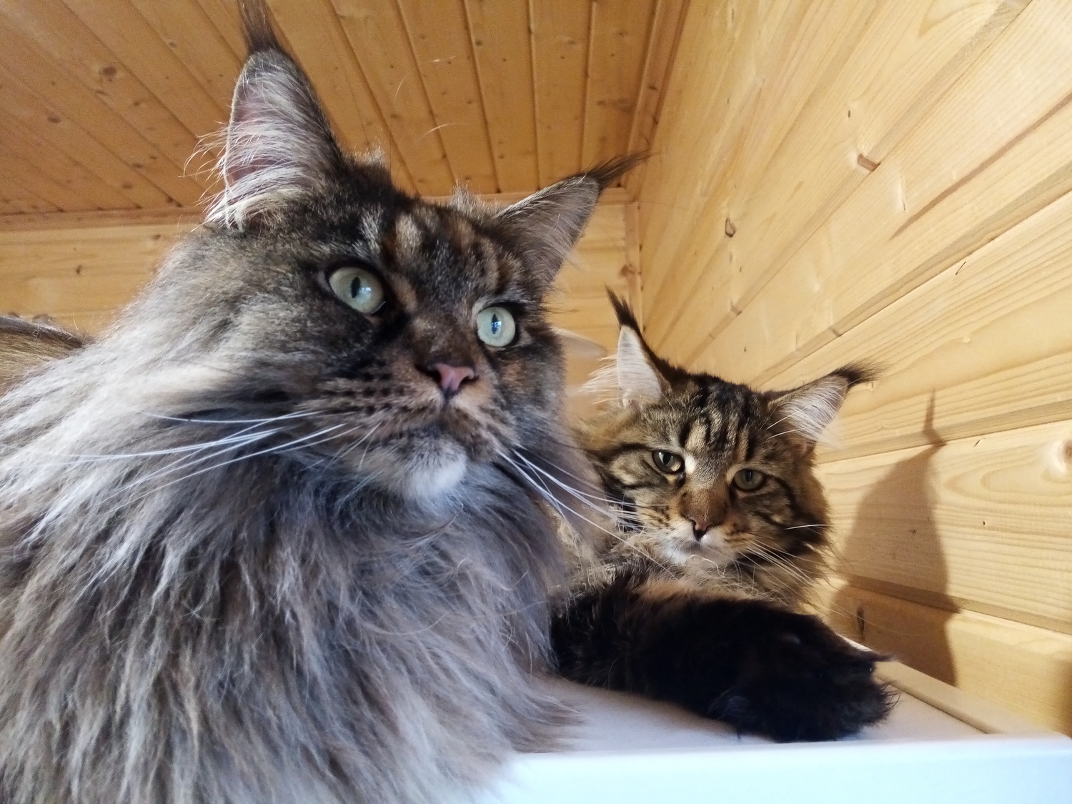 Мои коты))) Вернее кот и кошка, на переднем п