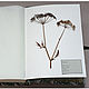 Album for Fern herbarium (A4, for 30 plants). Photo albums. Warm albums and notebooks (Anna). My Livemaster. Фото №6