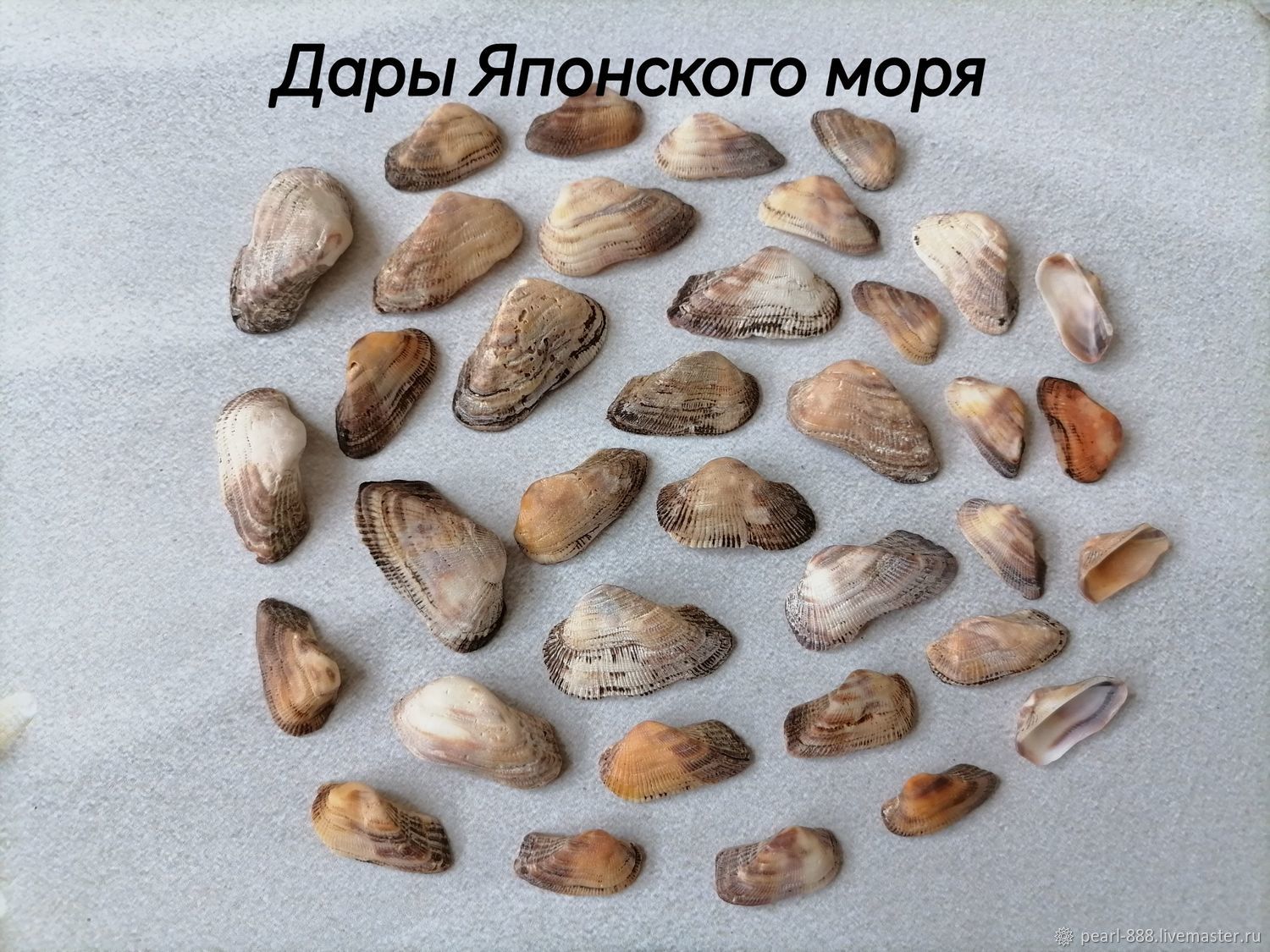 Морские ракушки