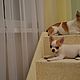 Ladder for dogs high. Ladders, steps for animals. Workshop for dogs and cats. My Livemaster. Фото №4