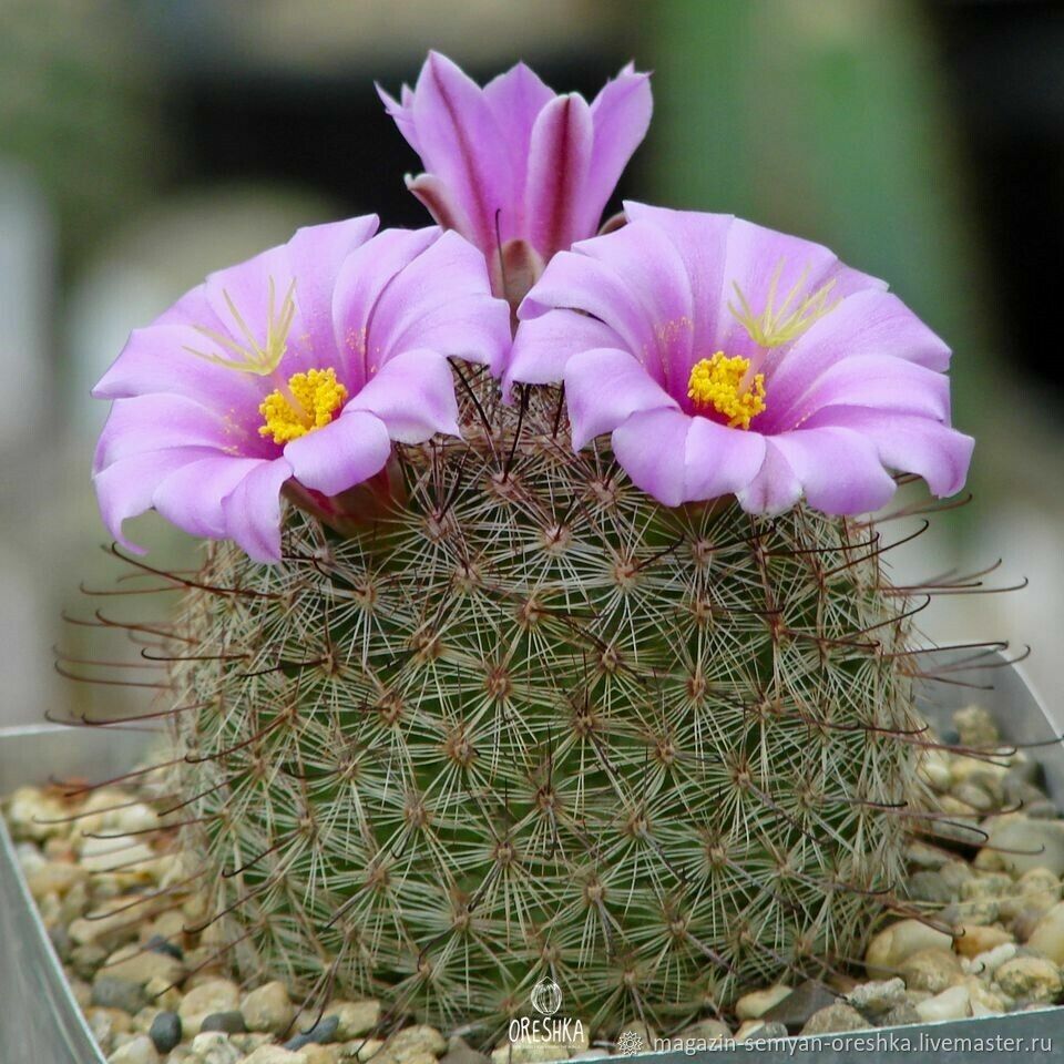 Суккулент Кактус Mammillaria grahamii f. oliviae SB-371 семена 10 ШТ ...