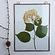 Herbarium with the hydrangea in stock, Composition, Zelenograd,  Фото №1