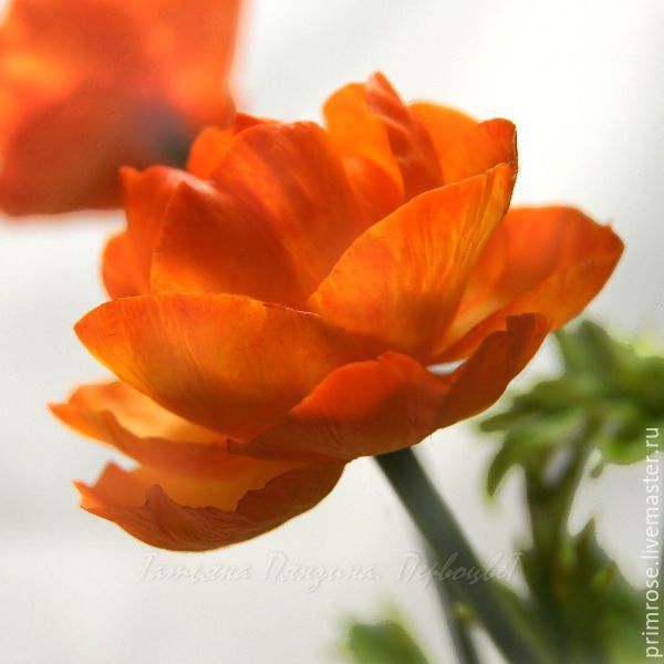 Цветок Огонек Фото