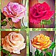 Розы из полимерной глины (холодный фарфор), Именные сувениры, Москва,  Фото №1