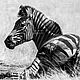 Картина с изображением зебры на отдыхе. Фотокартины. Savannah Animals (savanna-shop). Интернет-магазин Ярмарка Мастеров.  Фото №2