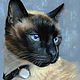 Портрет  животного: сиамский кот, Картины, Новомосковск,  Фото №1