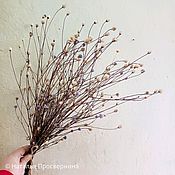 b.g.shishki - сухоцветы и природный декор