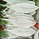 Стахис (чистец) стабилизированный. Сухоцветы для творчества. b.g.shishki - сухоцветы и природный декор. Ярмарка Мастеров.  Фото №5