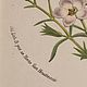 Винтаж: 1856 GILIA DIANTHOIDES Van Houtte Старинная антикварная Гравюра. Картины винтажные. VERY GOOD DAY. Ярмарка Мастеров.  Фото №7