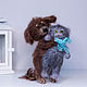 "Давай оставим его себе!" Пёс и кот, Мягкие игрушки, Северодвинск,  Фото №1