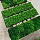 Заказать Панно из стабилизированного мха 120*30см. Green.Box. Ярмарка Мастеров. . Фитокартины Фото №3