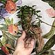 Корень Мандрагоры в горшке / Mandrake Root. Интерьерная кукла. ToyaToys. Ярмарка Мастеров.  Фото №4