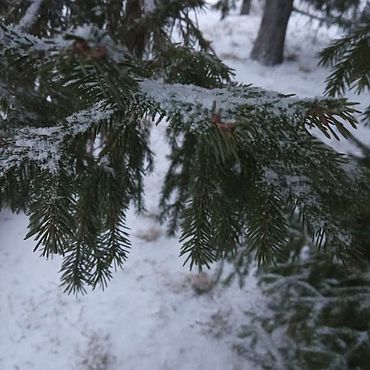 Материалы для творчества ручной работы. Ярмарка Мастеров - ручная работа Фоторабота "Снежная хвоя". Handmade.