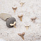 Fossilized shark tooth 13-15 mm, Folk decorations, Tambov,  Фото №1