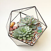 Цветы и флористика handmade. Livemaster - original item Geometric florarium with echeveria. Handmade.