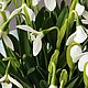 Заказать Подснежники из полимерной глины (холодный фарфор). Lovely flower. Ярмарка Мастеров. . Композиции Фото №3