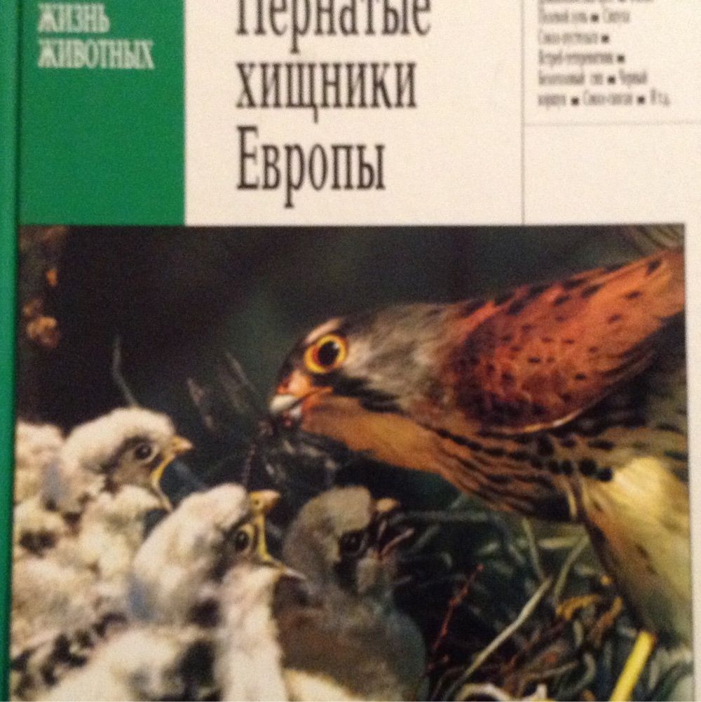 Тайны жизнь животных пернатые. Пернатые книга. Пернатые книга о САС. Книжки животные Европы. Книга Хищные птицы.