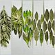 Стахис/Чистец стабилизированный. Индивидуальные наборы, Цветы сухие и стабилизированные, Пермь,  Фото №1