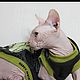 Заказать Одежда для кошек майка  "Кактус". Happy-Sphynx. Ярмарка Мастеров. . Одежда для питомцев Фото №3