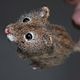 Mice, mice, rats. Felted Toy. zverki (zverki). Online shopping on My Livemaster.  Фото №2