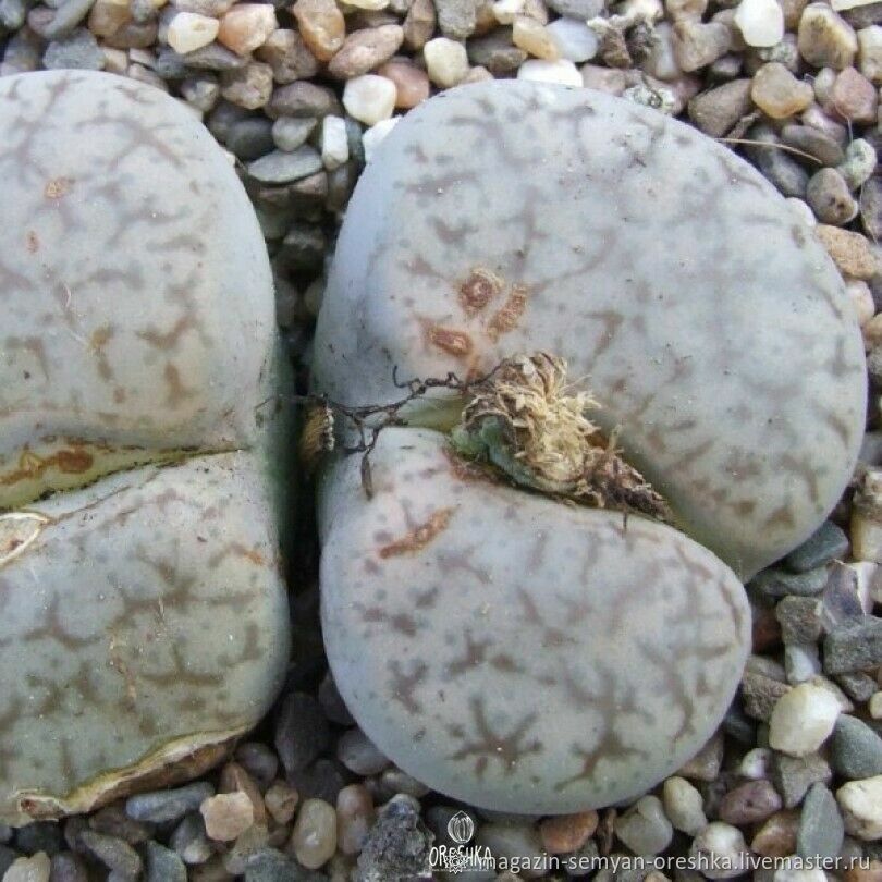 Lithops otzeniana