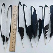 Чёрные серьги с чёрными перьями птиц. Длинные чёрные серьги