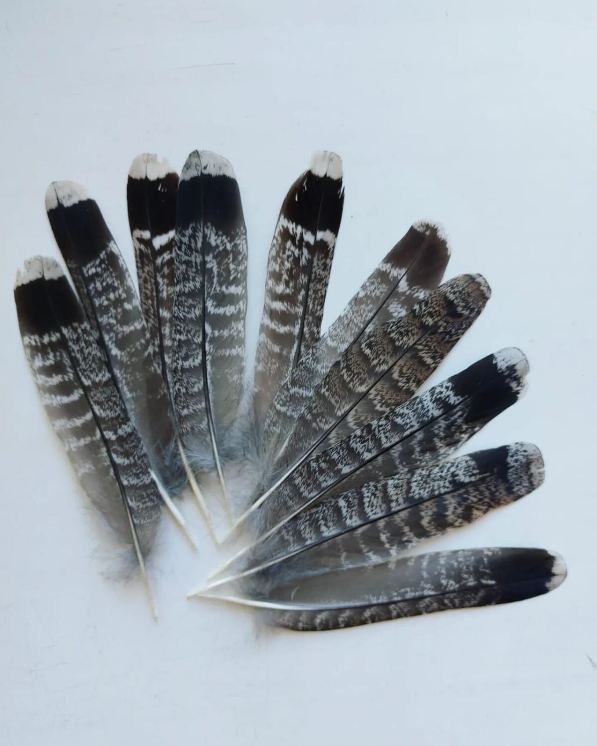 Перья орлиных птиц, 15-40 см, 10 шт