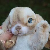 Copyright felted toy Teddy Bunny button