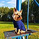Свитер для собаки из 100% хлопка, Одежда для питомцев, Москва,  Фото №1
