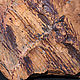Древний хвощ и папоротник (315 млн лет). Минералы. Paleoflora. Ярмарка Мастеров.  Фото №4