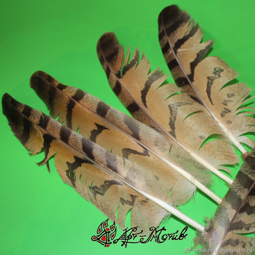 Feather owl flight feathers, about 3540 cm shop online on Livemaster