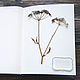 Album of Gray-blue floral (A4, 15 white sheets of tracing paper). Photo albums. Albums and notebooks (Anna). My Livemaster. Фото №5