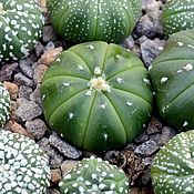 Цветы и флористика handmade. Livemaster - original item Cactus seeds 10 pcs astrophytums a mixture of succulents. Handmade.