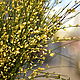 Гениста цветущая ветка 5 расцветок Весенние живые цветы Флористика, Цветы, Москва,  Фото №1