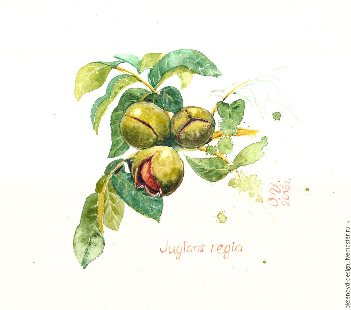 Juglans Regia Ботаническая иллюстрация