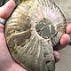 Аммонит 505гр. Окаменелости. Волшебные Подарки. Камни. Seven Minerals. Ярмарка Мастеров.  Фото №5