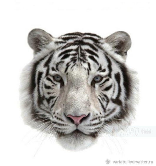 Термонаклейка Белый тигр 8 и 23 см, Термотрансферы, Липецк,  Фото №1