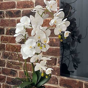 орхидея цветущая в горшке купить