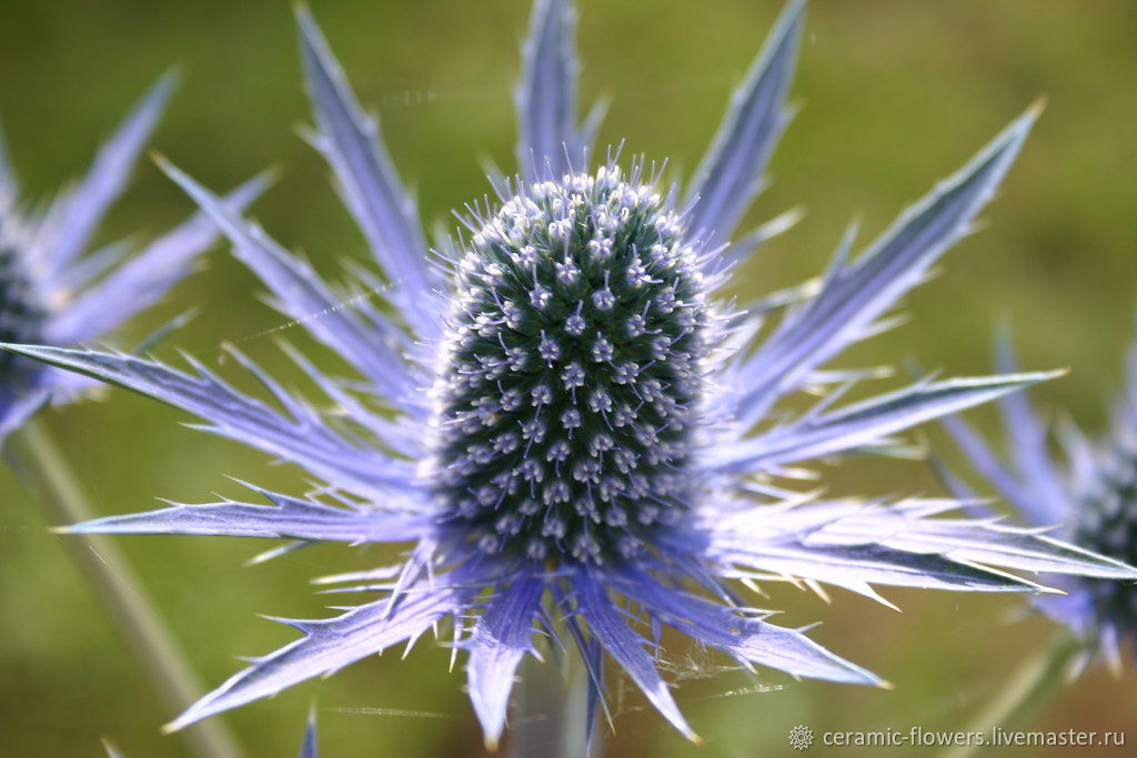 РЎРёРЅРµРіРѕР»РѕРІРЅРёРє Eryngium alpinum