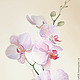 Акварели "Орхидеи", Картины, Санкт-Петербург,  Фото №1