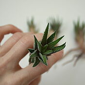 Цветы и флористика handmade. Livemaster - original item Succulent haworthia 1 piece adult seedling with roots. Handmade.